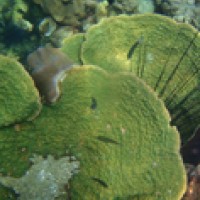 กิจกรรม-csr-ปลูกปะการังเพื่อทดแทน-สร้างบ้านให้ปลา-เกาะทะลุ-เกาะสังข์